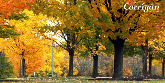 Ann Arbor Fall Foliage